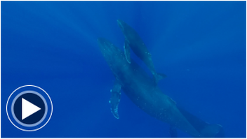 video of humpback whales at Kukio